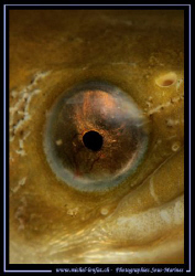 The Eye of a Fresh Water Eel... :O)... by Michel Lonfat 